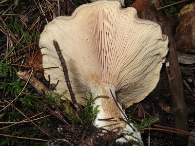 In un bosco di conifere